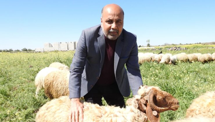 Küçükbaş hayvancılık sektöründen uyarı: Yanlış kararlar yüzünden batıyoruz