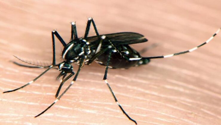 Biyologlar Derneği Asya Kaplan Sivrisineğinin Kuzey Kıbrıs’ta bulunduğunu iddia etti