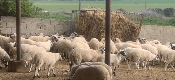 Kasaplık kuzu ve koyunlar canlı ağırlık üzerinden satılacak