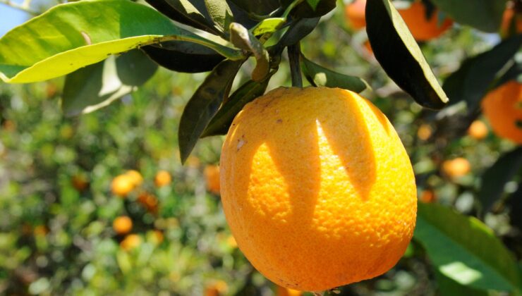 Cypfruvex: Valensiya portakalının paketleme ihracat kalitesindeki ürün alımları devam ediyor