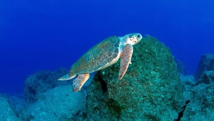 Küresel ısınma yeşil deniz kaplumbağası popülasyonu için risk oluşturuyor