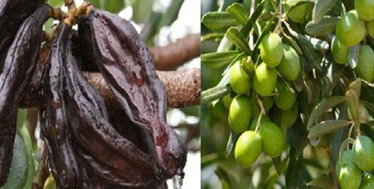 Güzelyurt ilçesi zeytin ve harup hasat tarihleri açıklandı