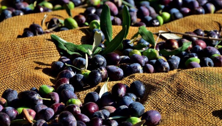Gazimağusa’da zeytin toplama tarihi belirlendi