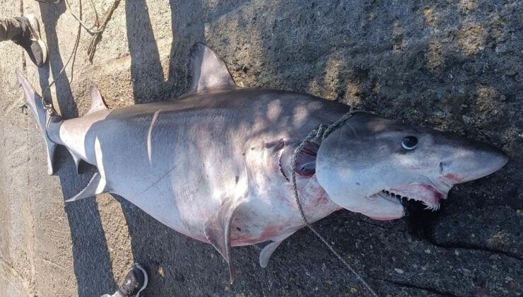 Yedidalga’da öldürülen köpekbalığı yetkilileri harekete geçirdi