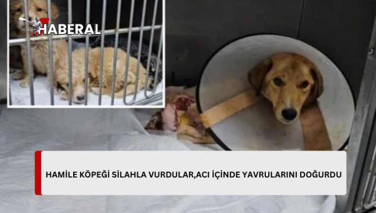 Hamile köpeği silahla vurdular, acı içinde yavrularını doğurdu