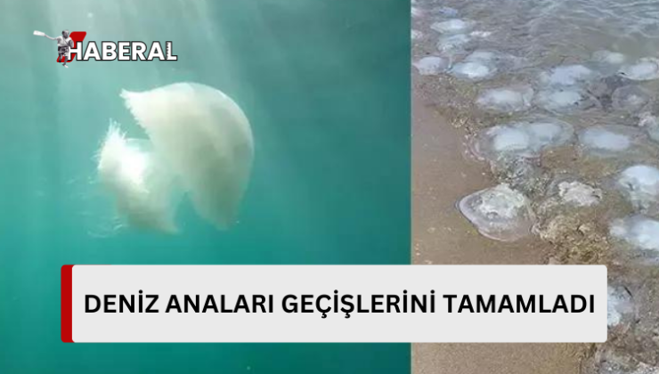 Antalya Körfezi’nde denizanası göçü tamamlandı