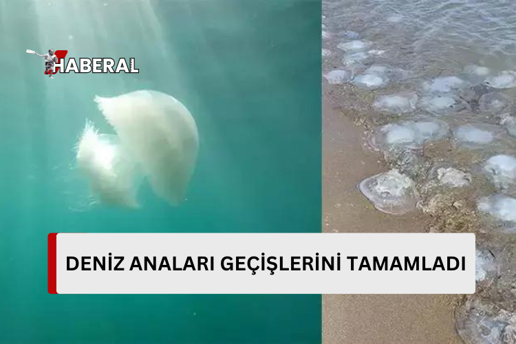 Antalya Körfezi’nde denizanası göçü tamamlandı