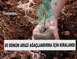 Bafra’da 80 dönüm orman arazisi ağaçlandırma yapılması amacıyla kiralandı