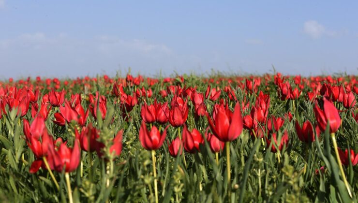 Muş Ovası lalelerle kırmızıya boyandı