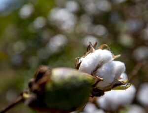 180 bin ton pamuk üretilen Hatay’da depremzede çiftçilere pamuk tohumu dağıtıldı