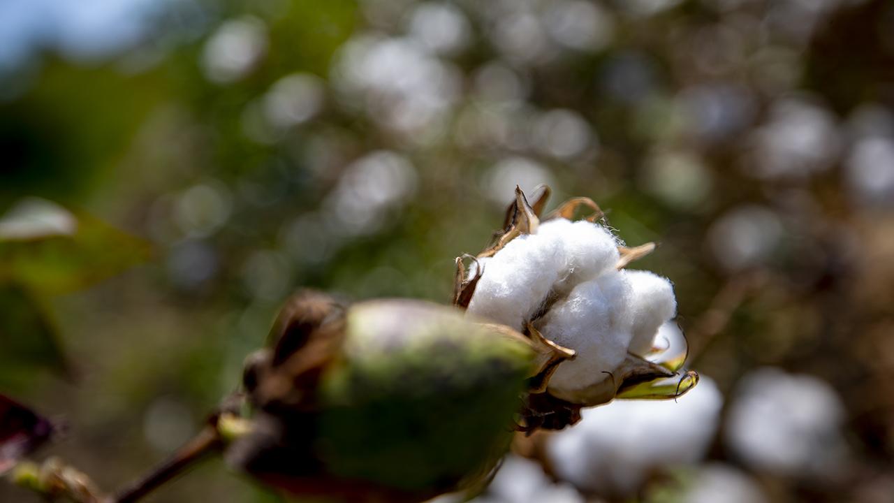 180 bin ton pamuk üretilen Hatay’da depremzede çiftçilere pamuk tohumu dağıtıldı