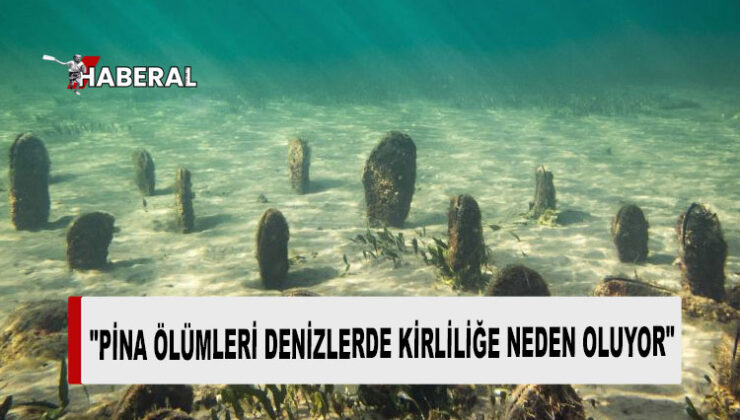 Kirlilikle savaşan Marmara Denizi “pina cenneti” oldu