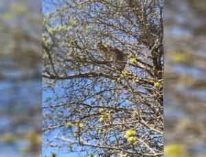 Sivas’ta köpeklerden kaçan vaşak ağaca tırmandı