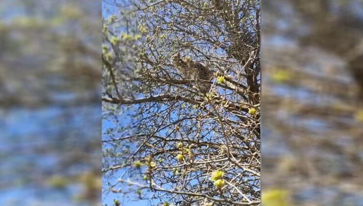Sivas’ta köpeklerden kaçan vaşak ağaca tırmandı