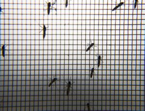 Ege ve Akdeniz’de sivrisinek yoğunluğu azalabilir