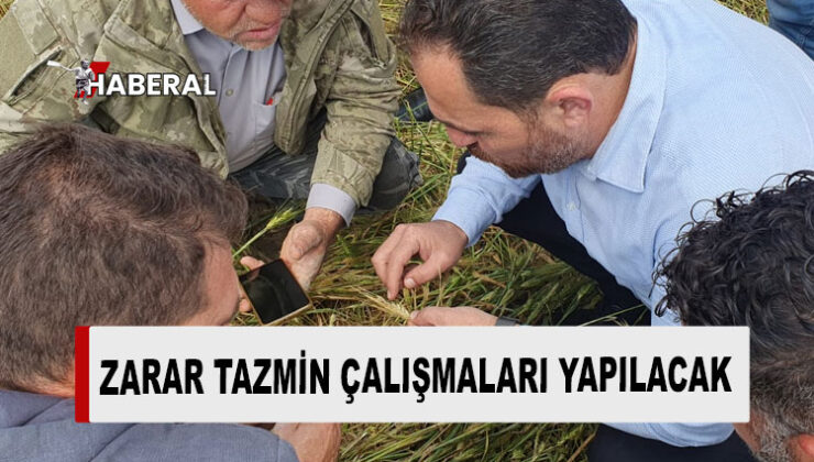 Çavuş, tarımsal arazilerde yağışlardan kaynaklı zararı inceledi