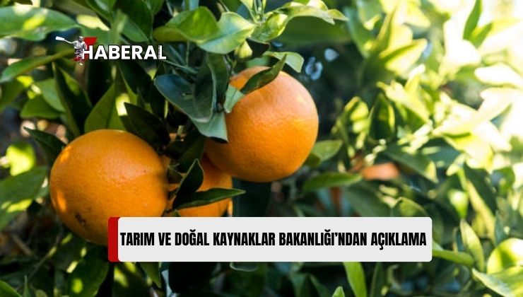 “Valencia Ürünüyle İlgili Arazi Çalışmaları Yarın Başlayacak”