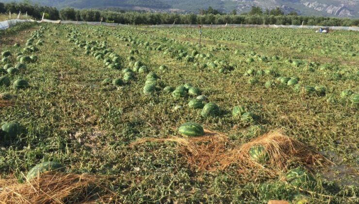 Antalya’da dolu yağışı tarım ürünlerine zarar verdi