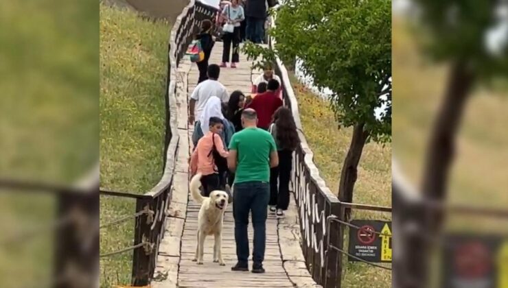 Turistlerin şikayetleriyle başıboş köpekler toplatıldı