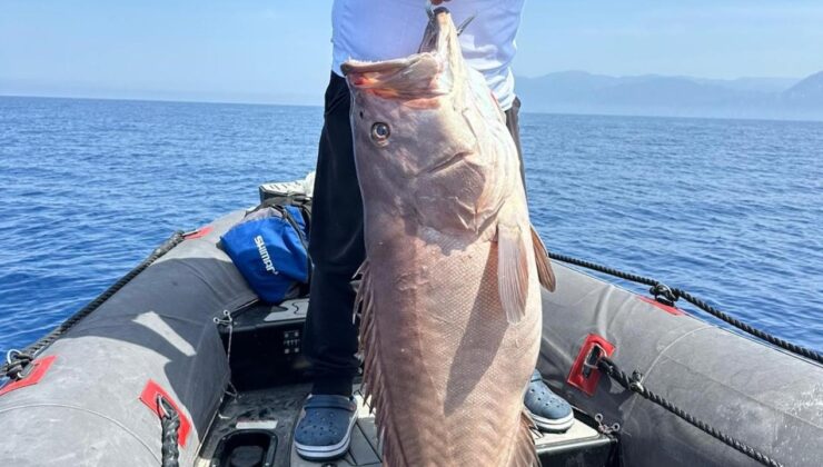 Denize açılan amatör balıkçının oltasına 40 kiloluk balık takıldı