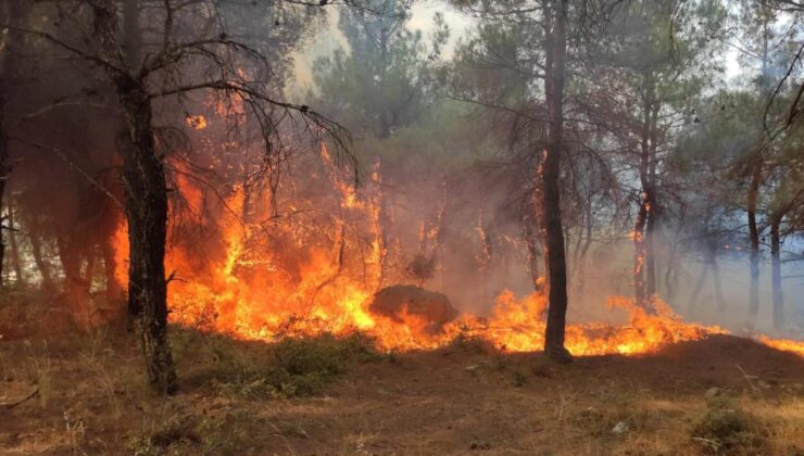 Orman yangınlarıyla mücadele için “Orman Benim” kampanyası düzenlenecek