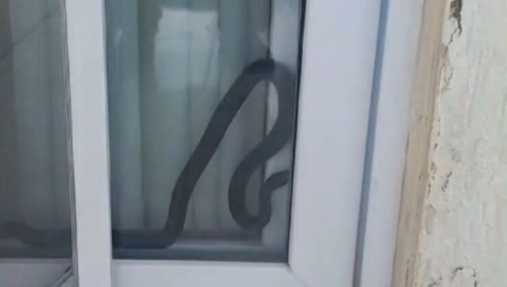 Mersin’de eve giren yılan korkuttu