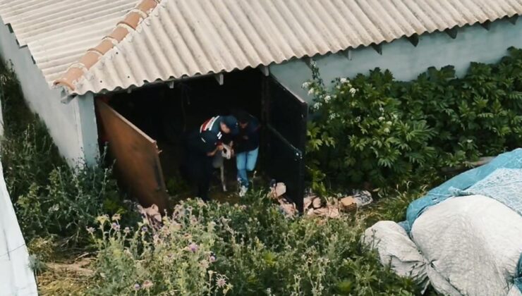 Tekirdağ’da 11 küçükbaş çalan 5 şüpheli, yakalandı