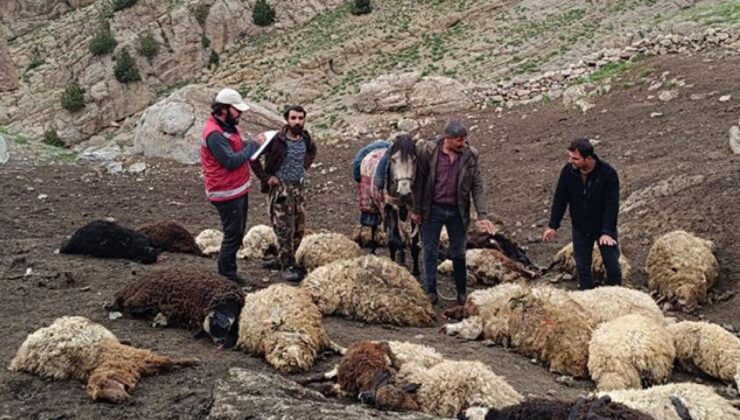 Van’da kurtlar sürüye saldırdı: 74 koyun telef oldu