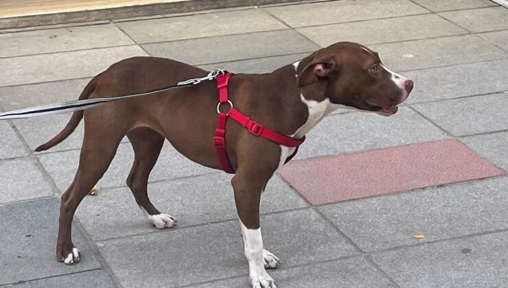 Çevredekilere saldıran pitbull belediye ekiplerine teslim edildi