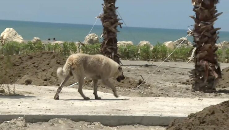 Sahilde yürüyen kadına sahipsiz köpekler saldırdı