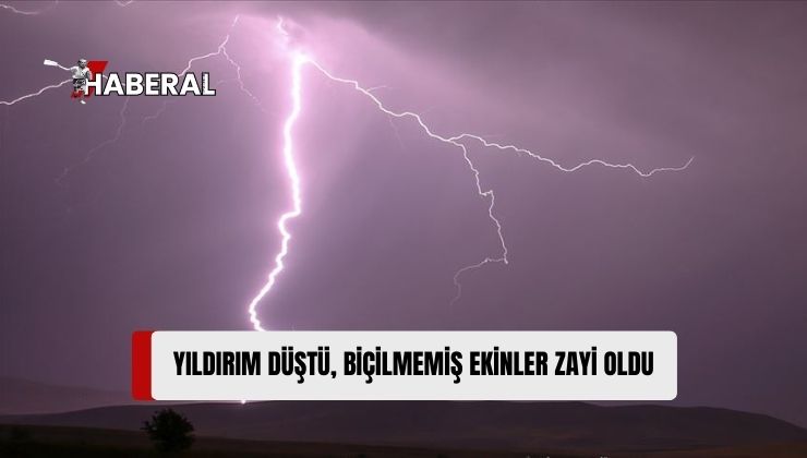 51 Dönümlük Arazideki Biçilmemiş Ekin Zayi Oldu