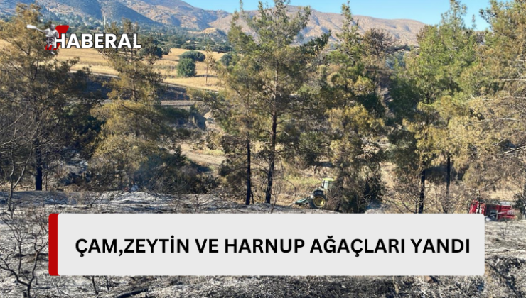 Ağıllar-Altınova köyleri arasında yangın… Çam, zeytin ve harnup ağaçları yandı…