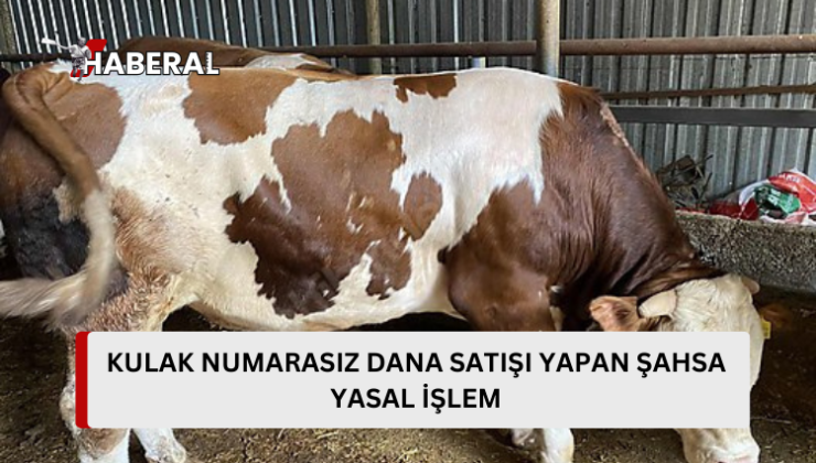 Düzova’da kulak numarasız dana sebebiyle işlem başlatıldı…