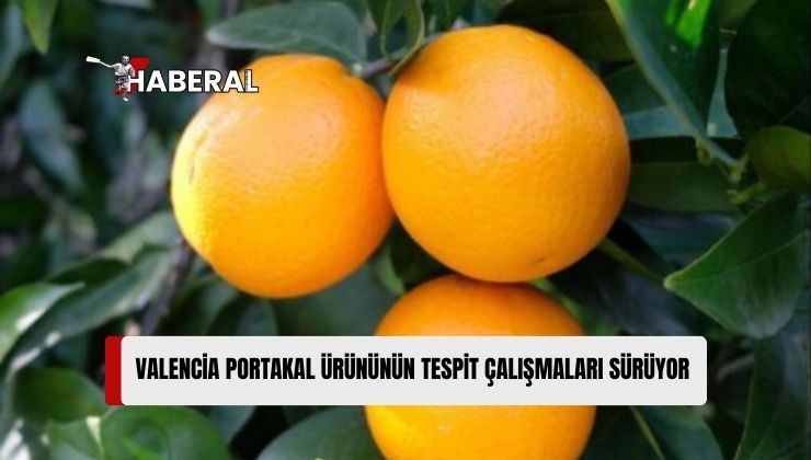 Dalında Kalan Valencia Portakal Ürününün Tespit Çalışmaları Sürüyor