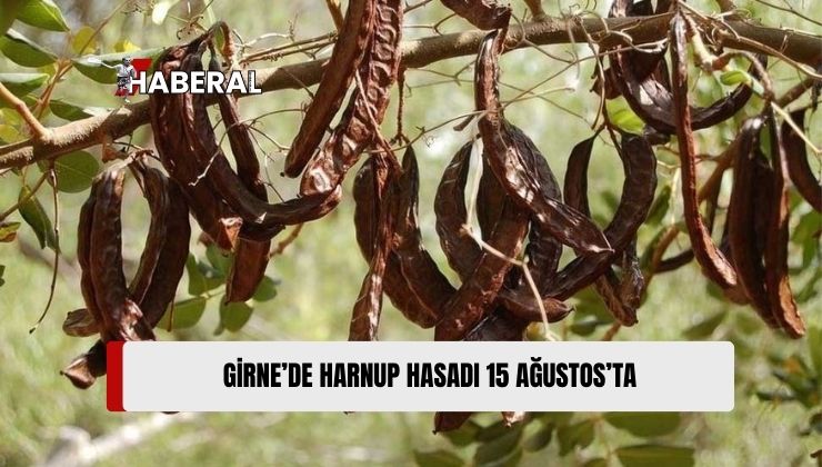 Girne İlçesinde Harnup Hasadı 15 Ağustos’ta Başlayacak