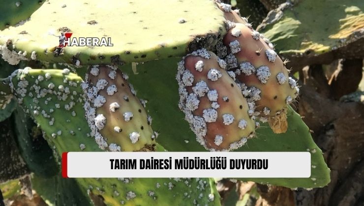 Tarım Dairesi, Kaktüs Koşnili ile Mücadele İçin Bitki Koruma Ürünü Dağıtımına Başlıyor