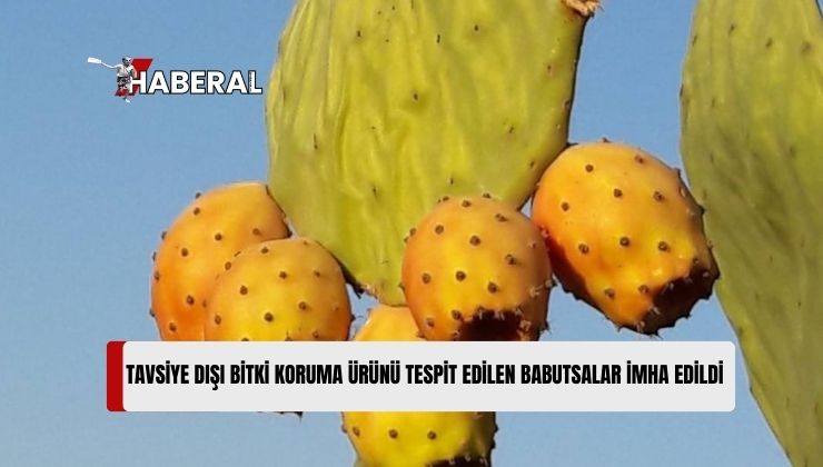 Babutsa ve Hurmada Tavsiye Dışı, Çeri Domateste Limit Üstü Bitki Koruma Ürünü Tespit Edildi