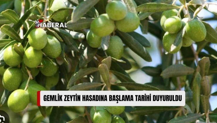 Gazimağusa’da Gemlik Zeytin Hasadı Başlama Tarihi 2 Eylül