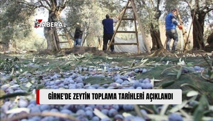 Girne’de Zeytin Toplama Tarihleri Duyuruldu