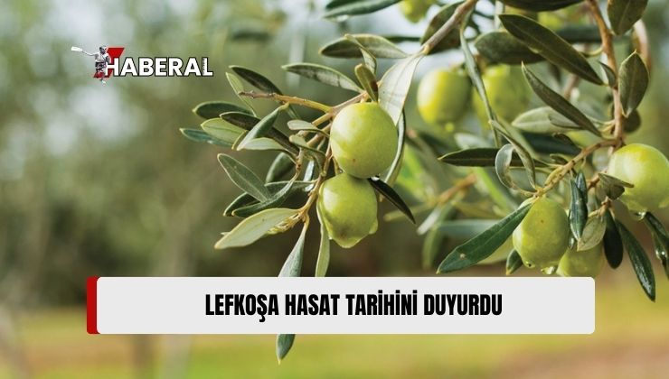 Lefkoşa’da Zeytin Hasadı 29 Ağustos’ta Başlayacak