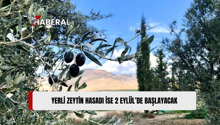 Lefke’de Erkenci Zeytin 19 Ağustos, Yerli Zeytin Hasadı 2 Eylül’de