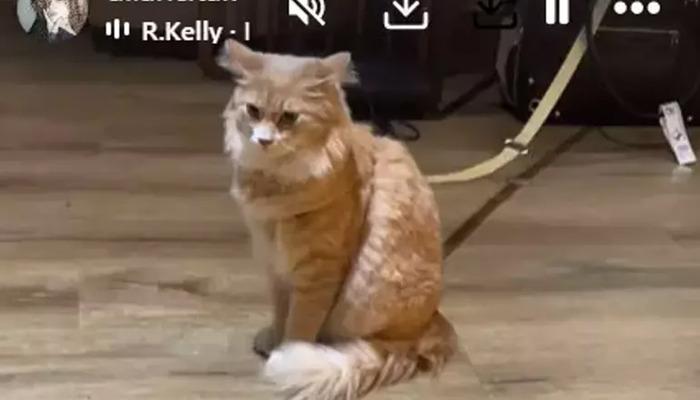 Bir garip ‘kedi’ olayı! Dilan Çıtak Tatlıses önce karakolluk oldu…THY kara listeye aldı