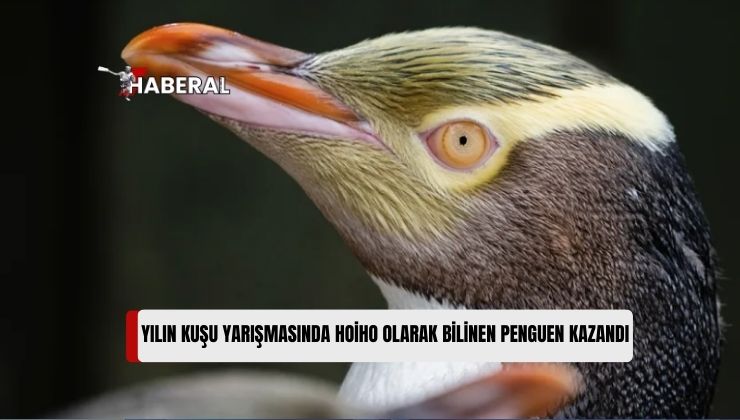 Yeni Zelanda’da “Yılın Kuşu” Yarışmasını Sarı Gözlü Penguen Kazandı