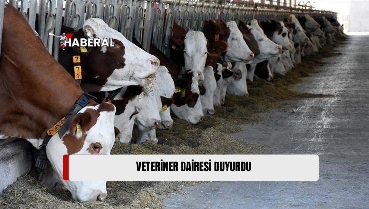 Veteriner Dairesi’nde 1 Adet 12 Aylık Dişi Melez Büyükbaş Hayvan Satışı