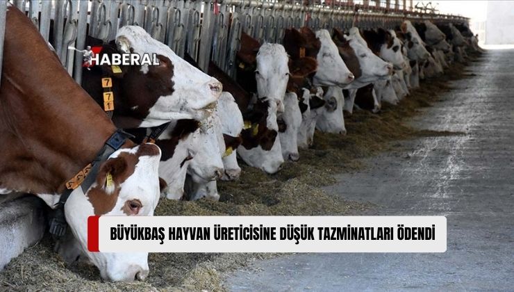 Genel Tarım Sigortası Fonu, Büyükbaş Hayvan Düşük Tazminatlarının Ödendiğini Açıkladı