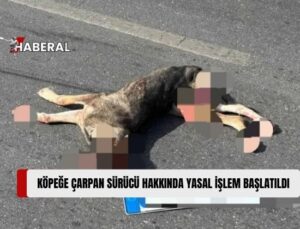 Girne’de Köpeğe Çarpıp, Telef Olmasına Neden Olan Araç Sürücüsü Aleyhinde Yasal İşlem Başlatıldı