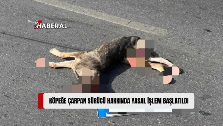 Girne’de Köpeğe Çarpıp, Telef Olmasına Neden Olan Araç Sürücüsü Aleyhinde Yasal İşlem Başlatıldı