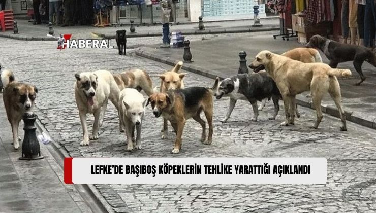 Lefke Çevre ve Ekoloji Derneği: “Başıboş Köpekler Tehlike Yaratıyor”