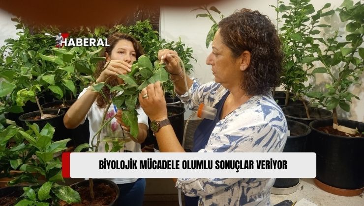 Narenciyede Karşılaşılan Hastalıkların En Ciddilerinden “Yeşillenme Hastalığı”na Karşı Başlatılan Biyolojik Mücadele Olumlu Sonuçlar Veriyor