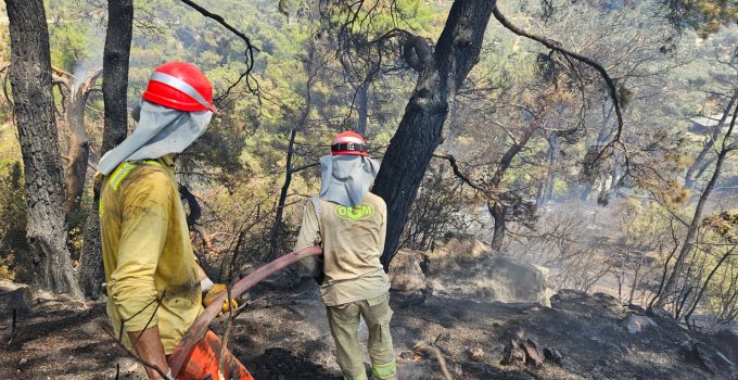 Aydın’ın Germencik ilçesinde çıkan orman yangını kontrol altına alındı